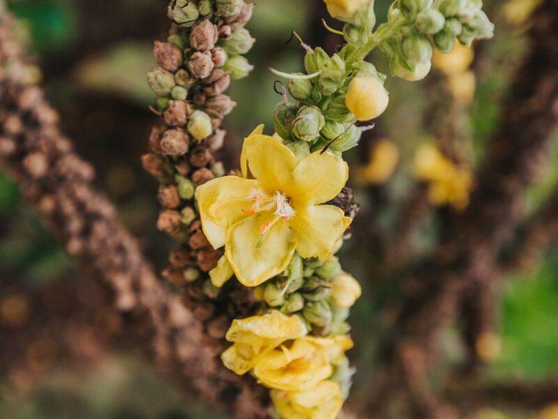 Ucni vrt dr derganca semic bela krajina sadje zelisca