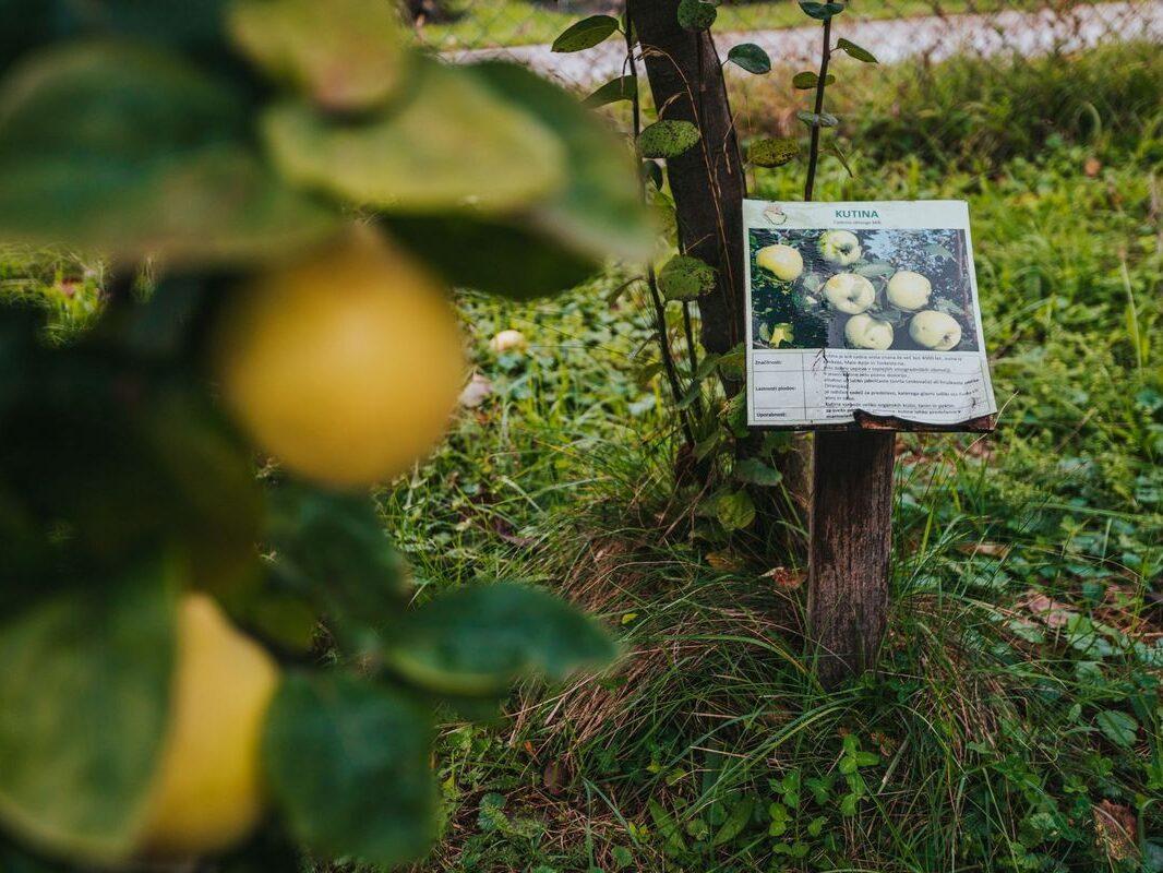 Ucni vrt dr derganca semic bela krajina sadje zelisca 3