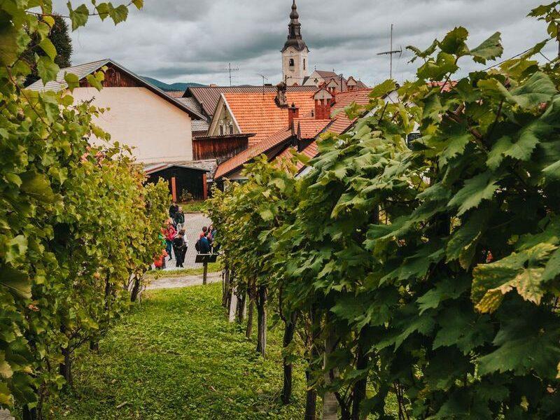 Ucni vrt dr derganca semic bela krajina sadje zelisca 6