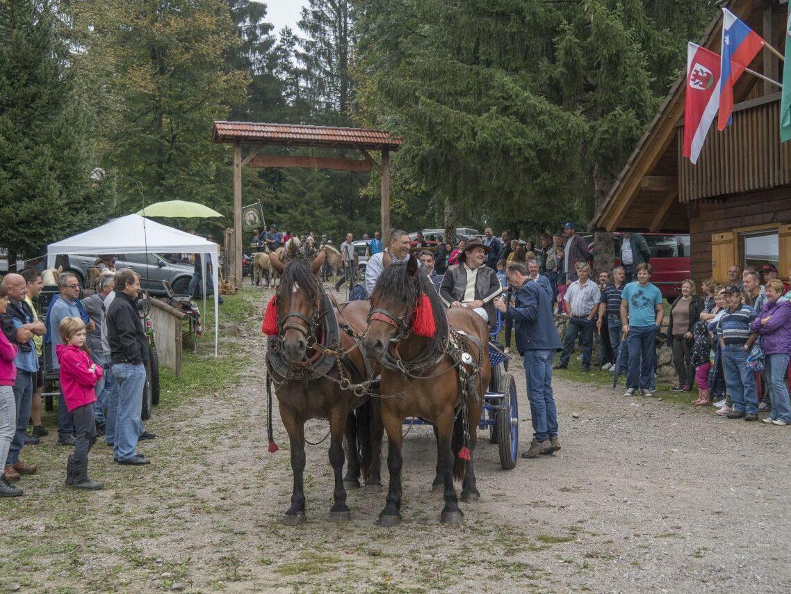 bela krajina belokranjska razstava konj 02