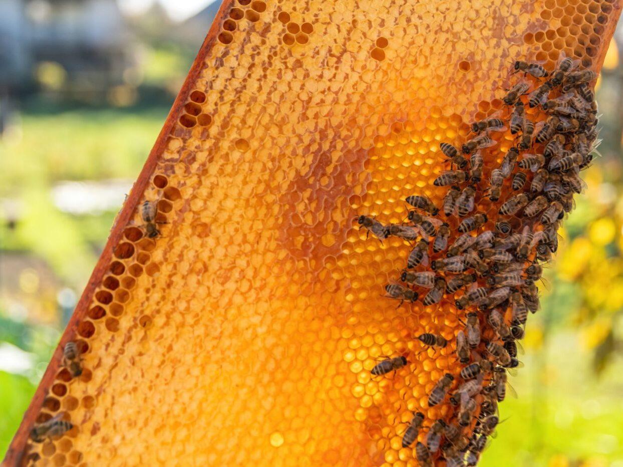 bela krajina ekolosko cebelarstvo pavlin 02