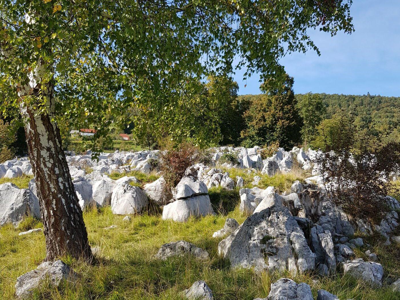 bela krajina kamniti gozd 02