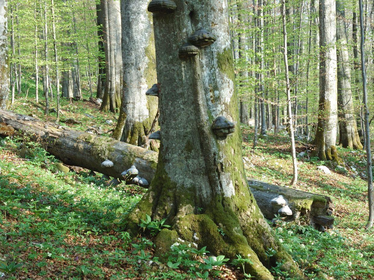 bela krajina pragozd 01