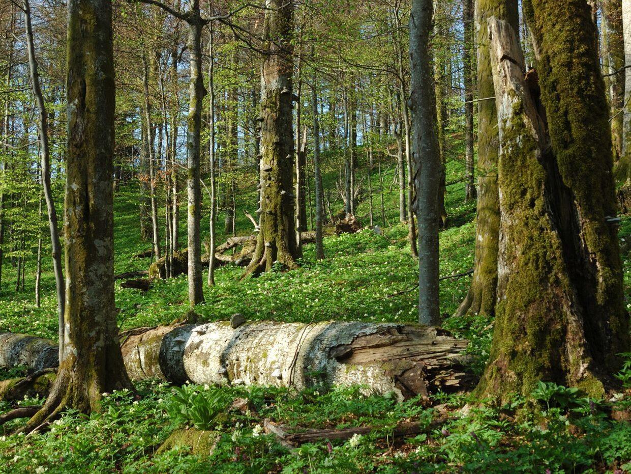 bela krajina pragozd 02