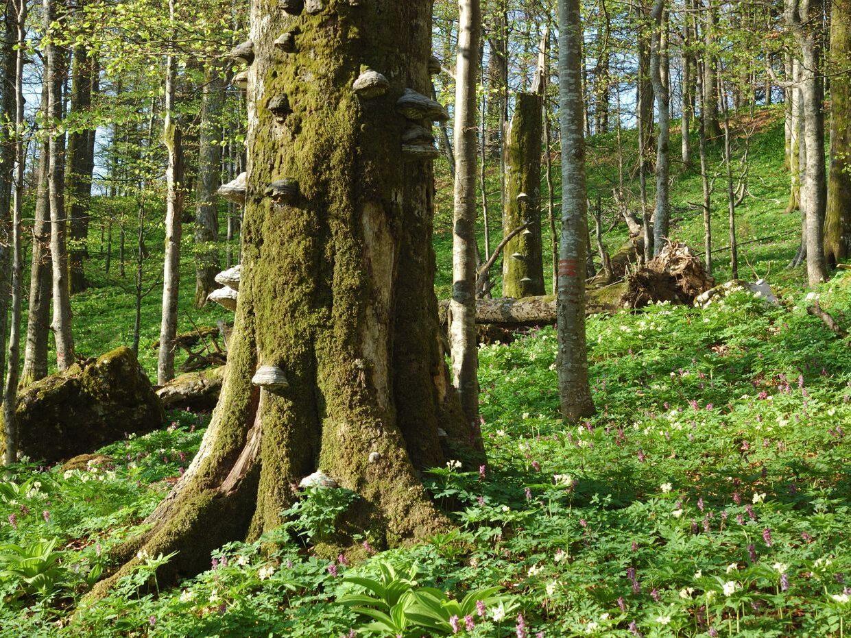 bela krajina pragozd 03