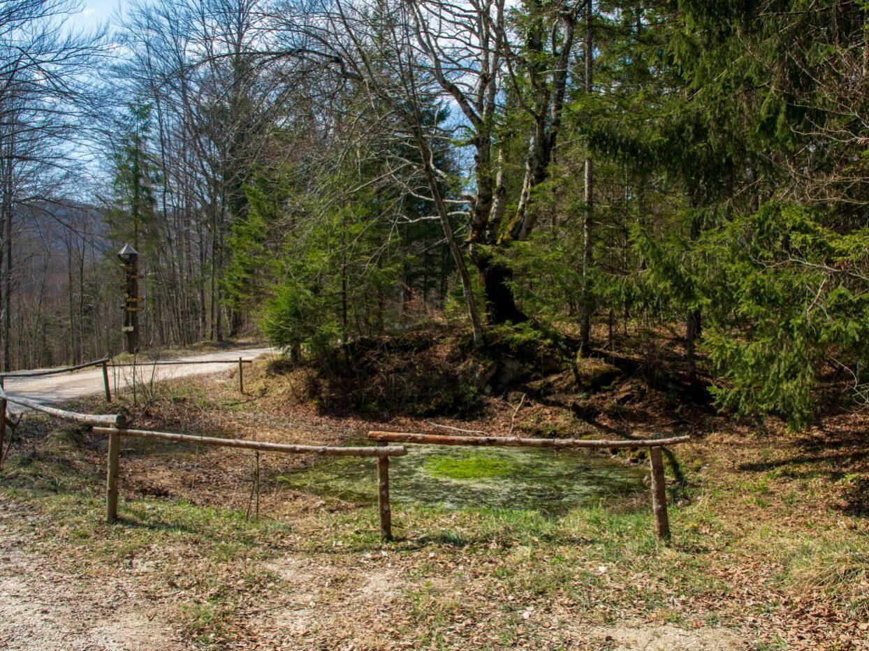 bela krajina sredgorska luza 01