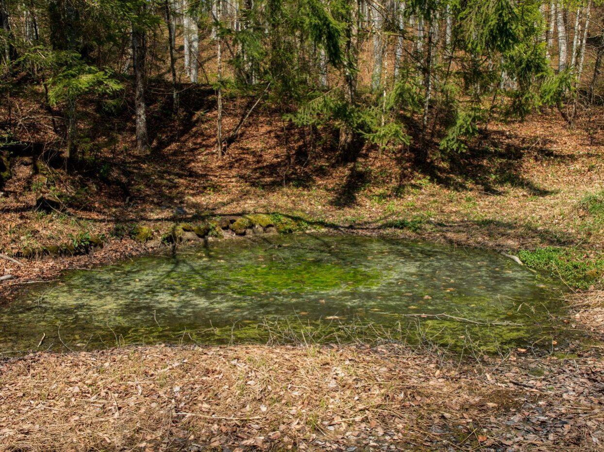 bela krajina sredgorska luza 02