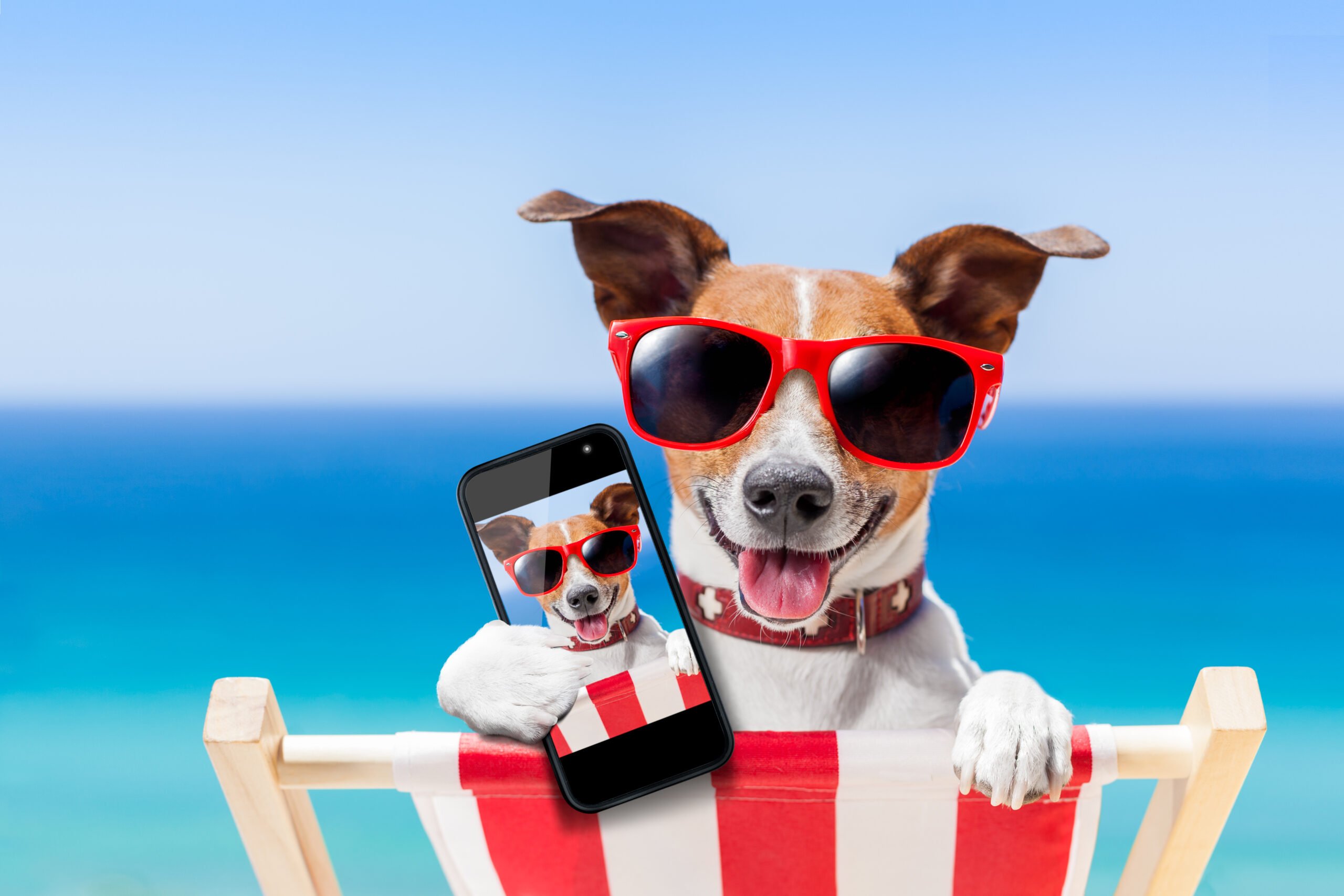Dog,Taking,A,Selfie,In,Summer,Holidays Dog,Taking,A,Selfie,In,Summer,Holidays