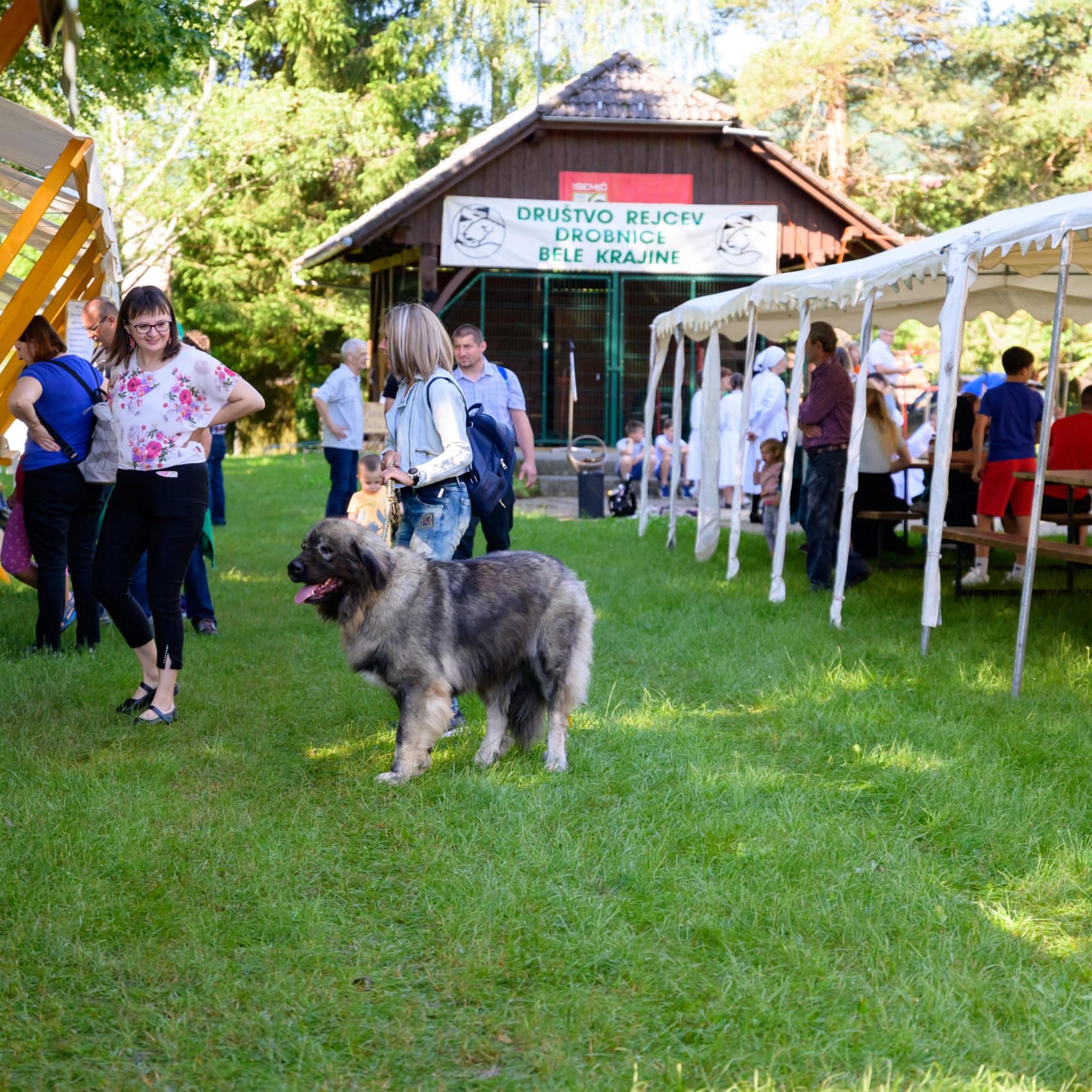 . Belokranjska razstava ovc in koz Foto Uros Novina