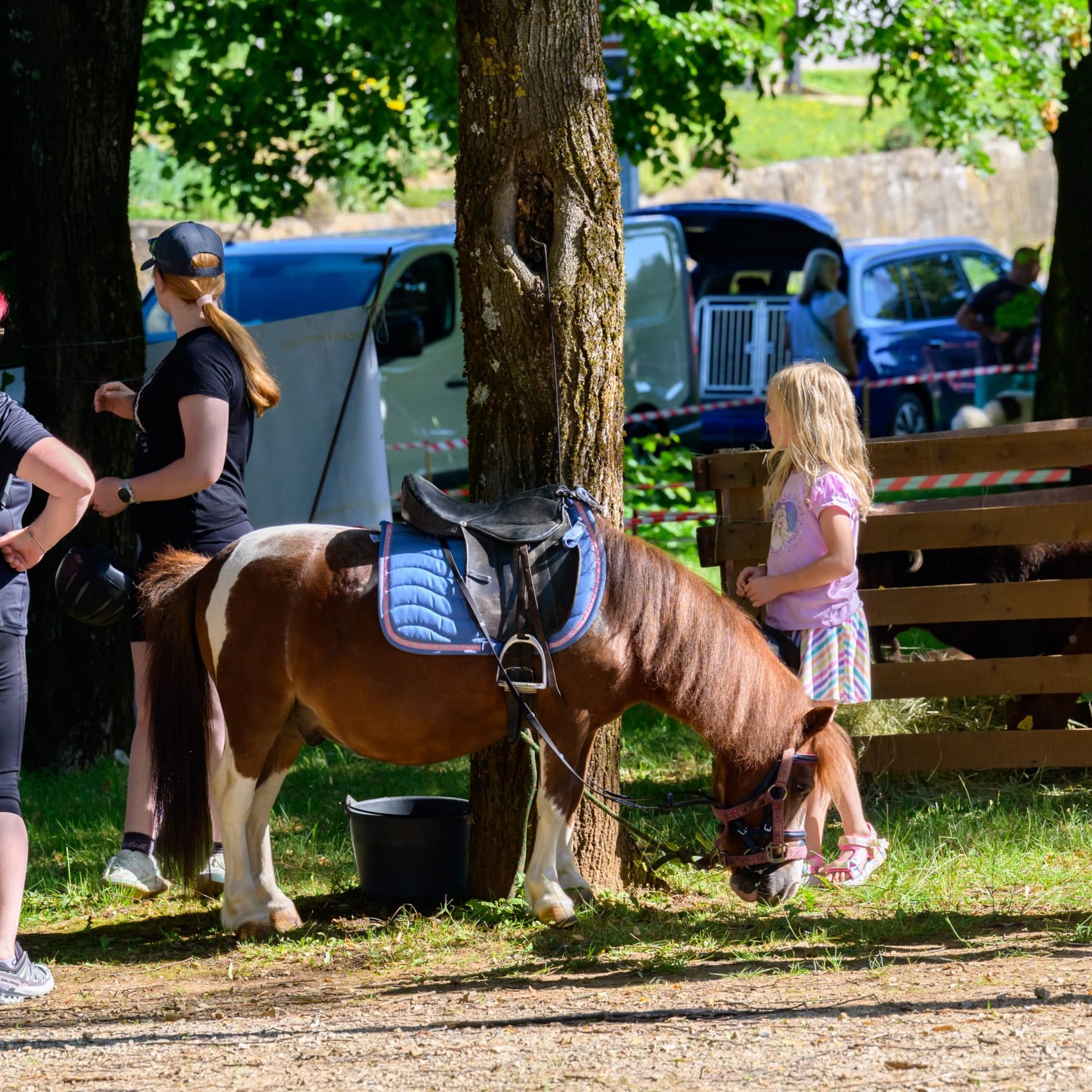 . Belokranjska razstava ovc in koz Foto Uros Novina