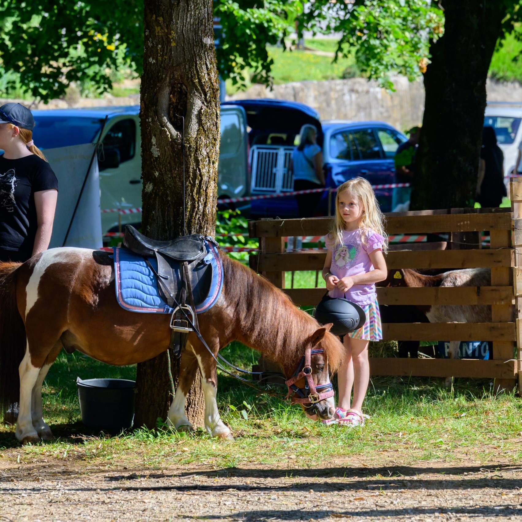 . Belokranjska razstava ovc in koz Foto Uros Novina
