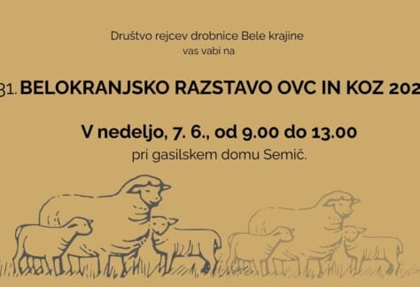 Belo. razstava ovc in koz za splet in TV ()
