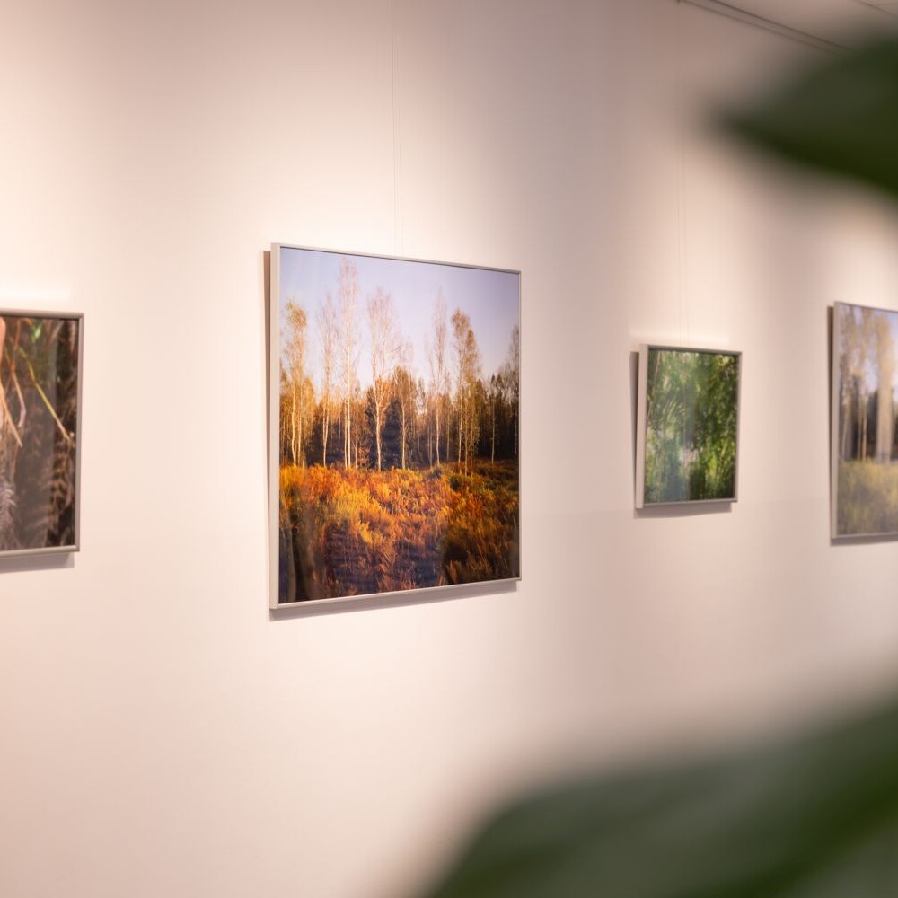 Razstava Zgodbe steljnikov, preplet orlove praproti živali in ljudi, Kulturni center Semič .. Tina Stariha, Smile Studio