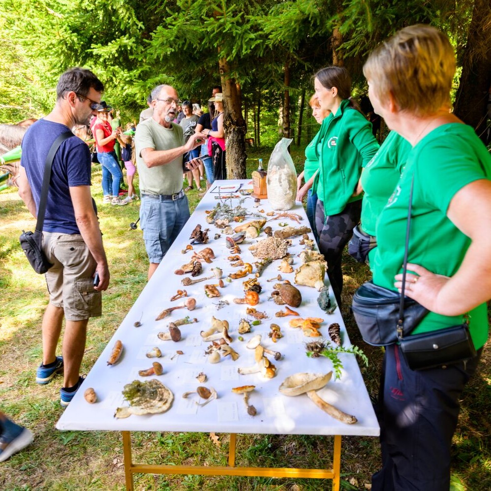 Sem'ska ohcet belokranjska razstava konj nedelja Foto Uros Novina