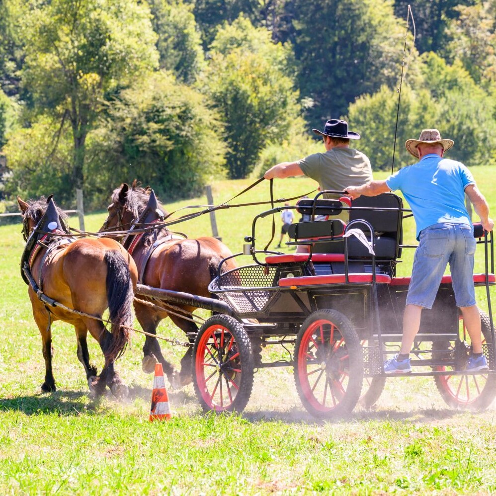 Sem'ska ohcet belokranjska razstava konj nedelja Foto Uros Novina