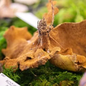 Brez naslova ( x px)
